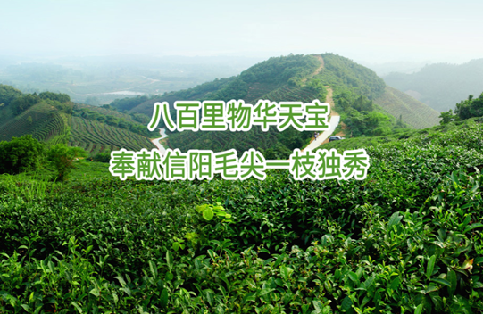 信阳网站建设哪家服务更靠谱?